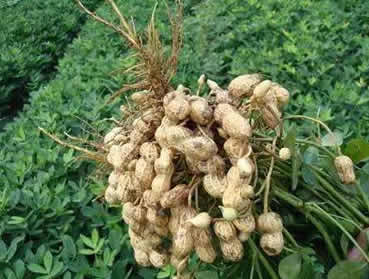 千萬不能錯(cuò)過了花生生長期施肥的幾個(gè)關(guān)鍵點(diǎn)，！