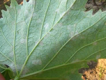 葡萄發(fā)病盛期 莫把白粉病當霜霉