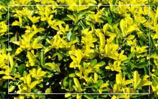 植物黃化（黃葉病）解決方案