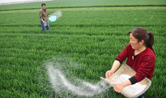 冬小麥應(yīng)該如何施肥？