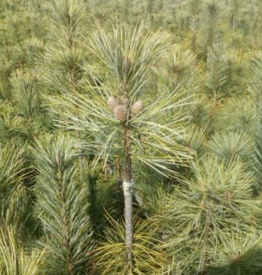 紅松育苗前種子處理方法？