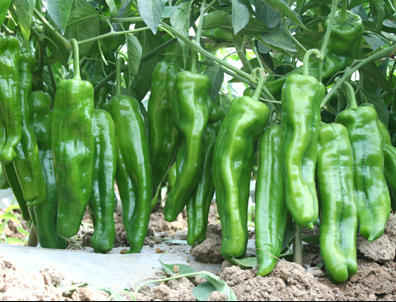 溫棚辣椒栽培四項(xiàng)關(guān)鍵技術(shù)