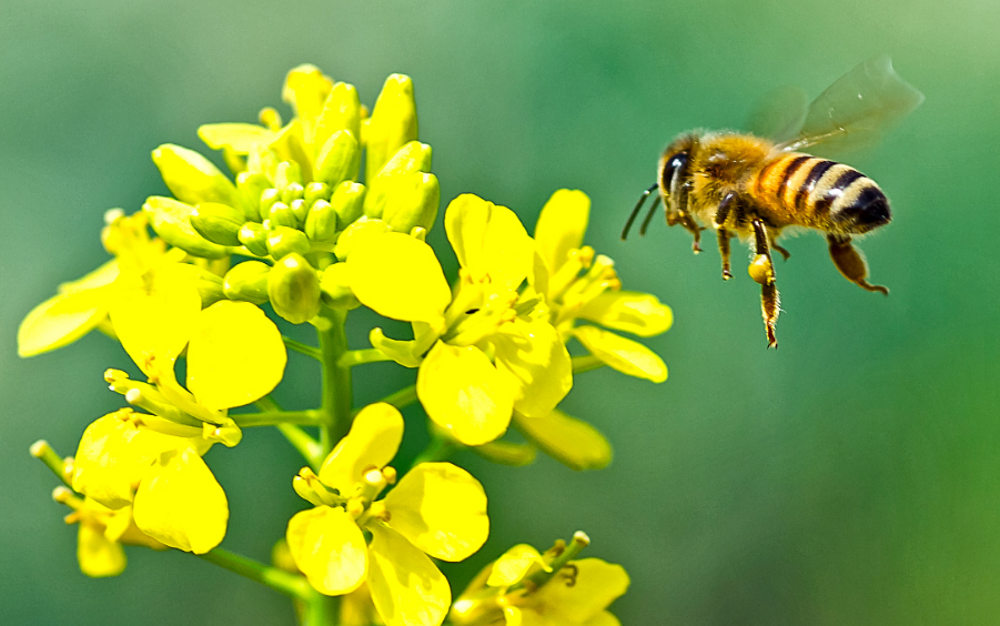 好看的油菜花，掌握好這幾個種植要素，你也能自己種出來 