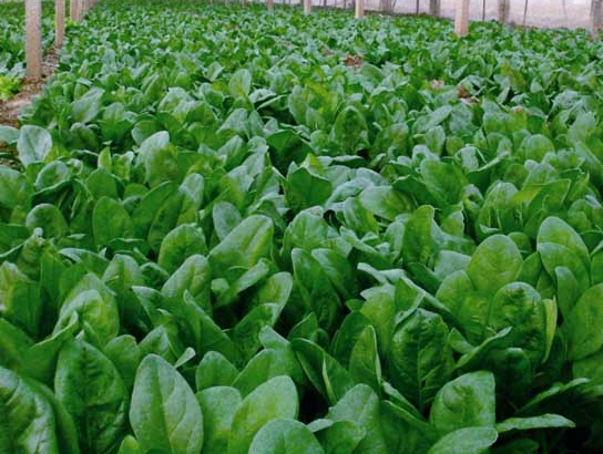 秋季菠菜應(yīng)該如何施肥？需要注意什么？