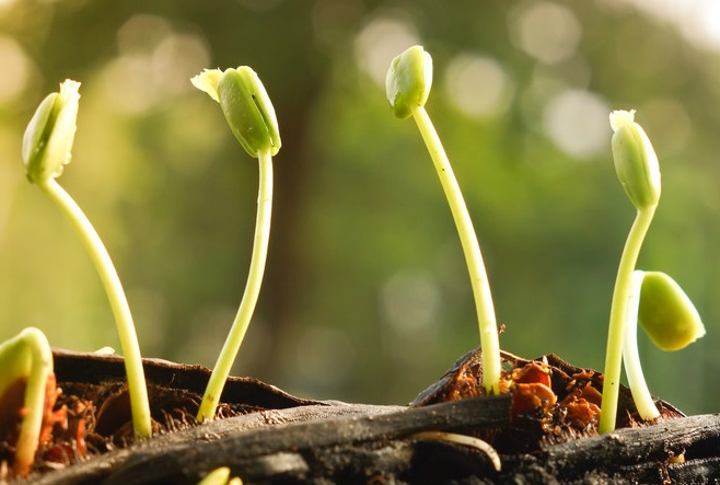 蔬菜、谷物種子播種前為什么要浸種？具體方法有哪些？