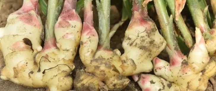 生姜后期管理5要點(diǎn)