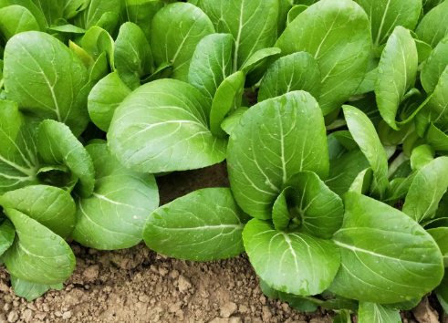 種青菜總是長(zhǎng)不好?原來(lái)澆水的方法出了問(wèn)題