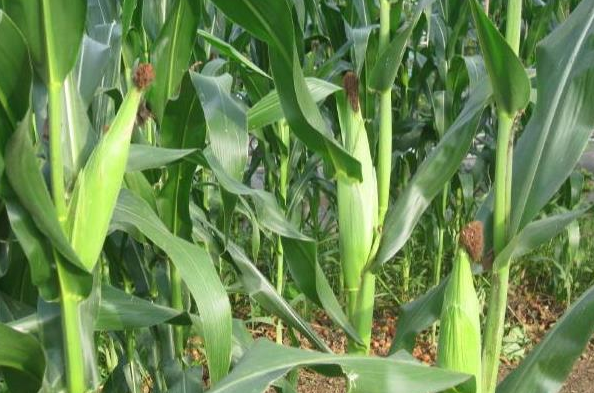 玉米噴施葉面肥時期，與水的多少有關(guān)嗎