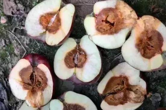 果樹(shù)銹病、蘋(píng)果霉心病防治技術(shù)