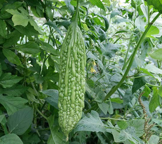 苦瓜怎么露地栽培？苦瓜露地栽培技巧