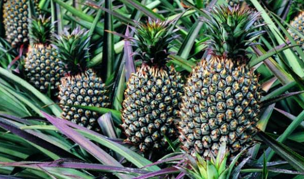 菠蘿每年都要重新種嗎？菠蘿種植幾年才能結(jié)果？ 