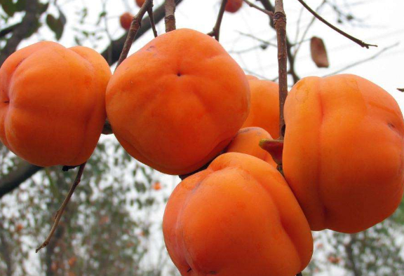 柿子坐果后落果嚴重