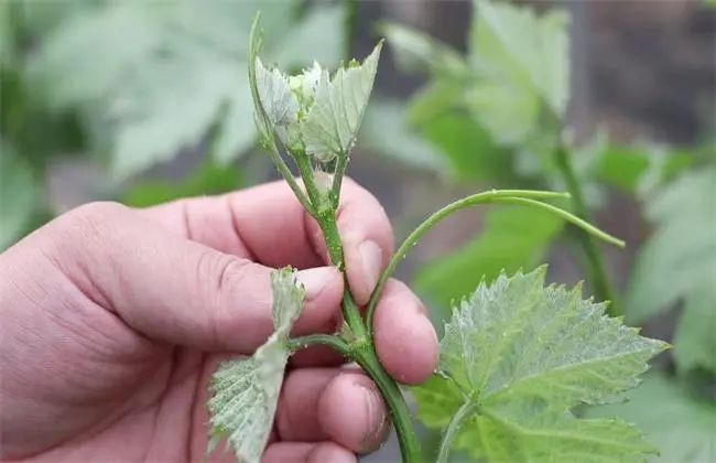 葡萄巧摘心，既能提高坐果率，又能拉長果穗促進(jìn)膨果