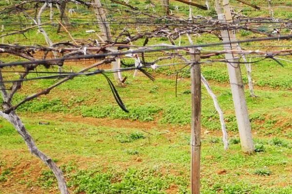 三分修剪，七分綁蔓！葡萄綁蔓學(xué)問大，看看你做對了嗎？