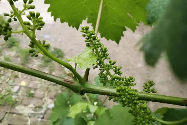 葡萄坐果率低、不成串，要解決，得這樣！