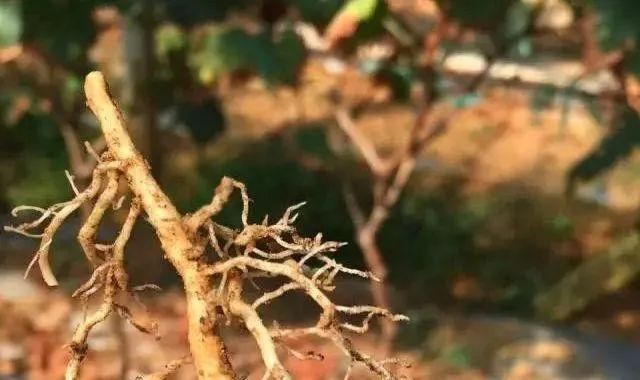 養(yǎng)樹先養(yǎng)根，養(yǎng)根先養(yǎng)土！這樣改土，葡萄葉厚葉大，根系發(fā)達(dá)！